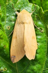 Ophiusa disjungens
