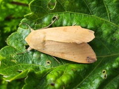 Ophiusa disjungens