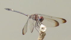 Dythemis velox