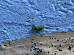 Leptophyes punctatissima