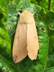 Ophiusa disjungens