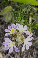 Scaevola aemula