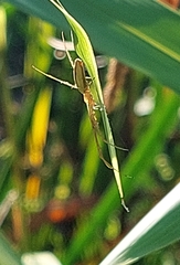 Tetragnatha