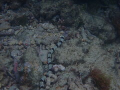 Myrichthys colubrinus