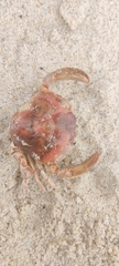 Polybius henslowii