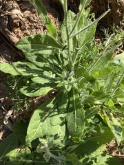 Nicotiana