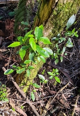 Hedycarya angustifolia