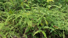 Dicranopteris