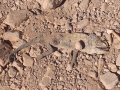 Chamaeleo chamaeleon chamaeleon