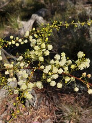 Acacia genistifolia