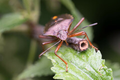 Pentatoma rufipes