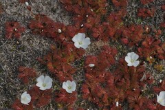 Drosera aberrans