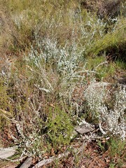 Leucopogon microphyllus pilibundus