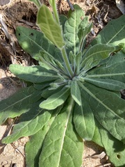 Nicotiana