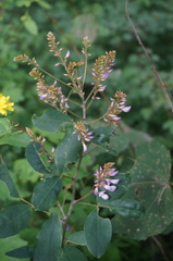 Campylotropis macrocarpa