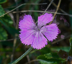 Dianthus seguieri