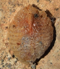 Ameles spallanzania