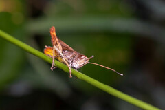 Gomphocerippus rufus