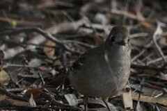 Drymodes brunneopygia