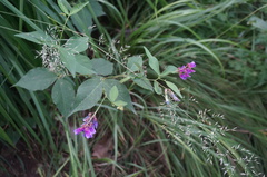 Vicia unijuga