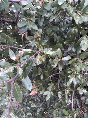 Aceria mackiei