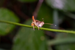 Gomphocerippus rufus