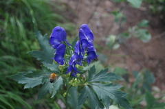 Aconitum kusnezoffii