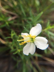 Rhexia mariana
