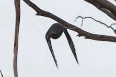 Cacomantis flabelliformis