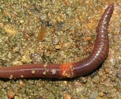 Lumbricus rubellus