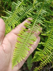 Dicranopteris