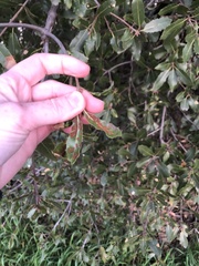 Aceria mackiei