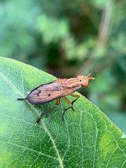 Tetanocera