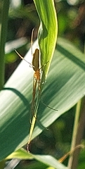 Tetragnatha