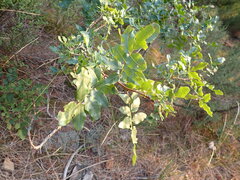 Pistacia atlantica mutica