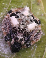 Eriovixia