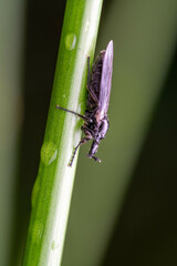 Dilophus febrilis