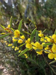 Acacia lanigera