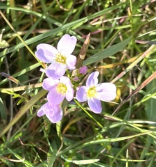 Cardamine polemonioides