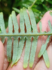 Dicranopteris