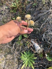 Carlina biebersteinii