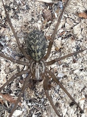 Eratigena atrica