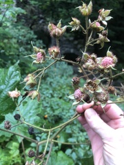 Rubus odoratus