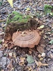 Ganoderma applanatum