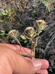 Carlina biebersteinii