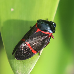 Cosmoscarta egens