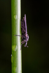Dilophus febrilis
