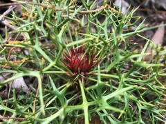Isopogon ceratophyllus