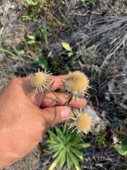 Carlina biebersteinii