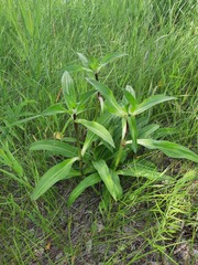 Gentiana macrophylla